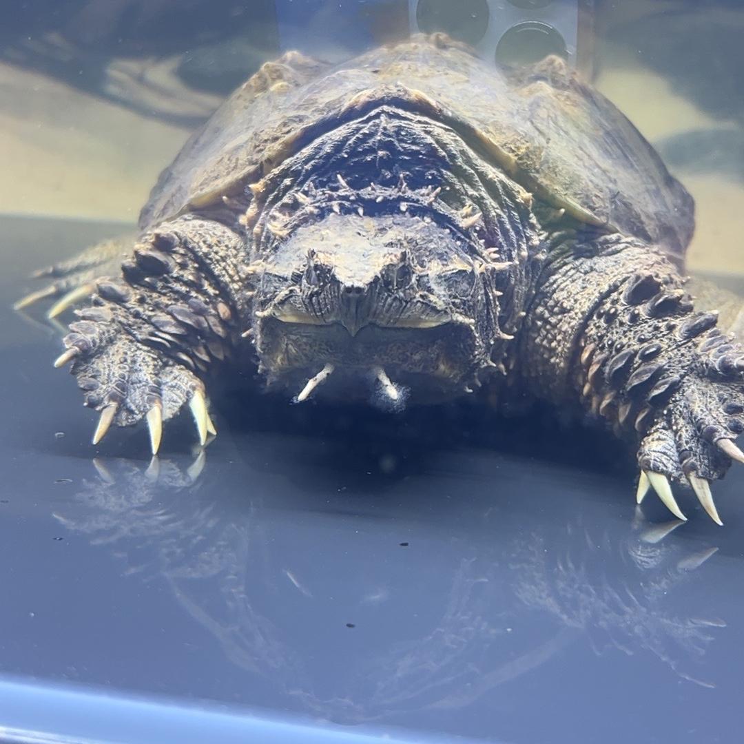 小牛佛鳄龟