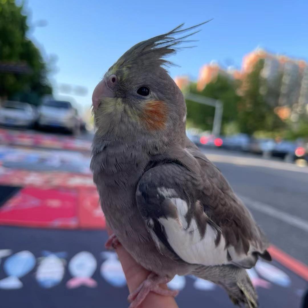 এ六六大顺ᥫᩣ