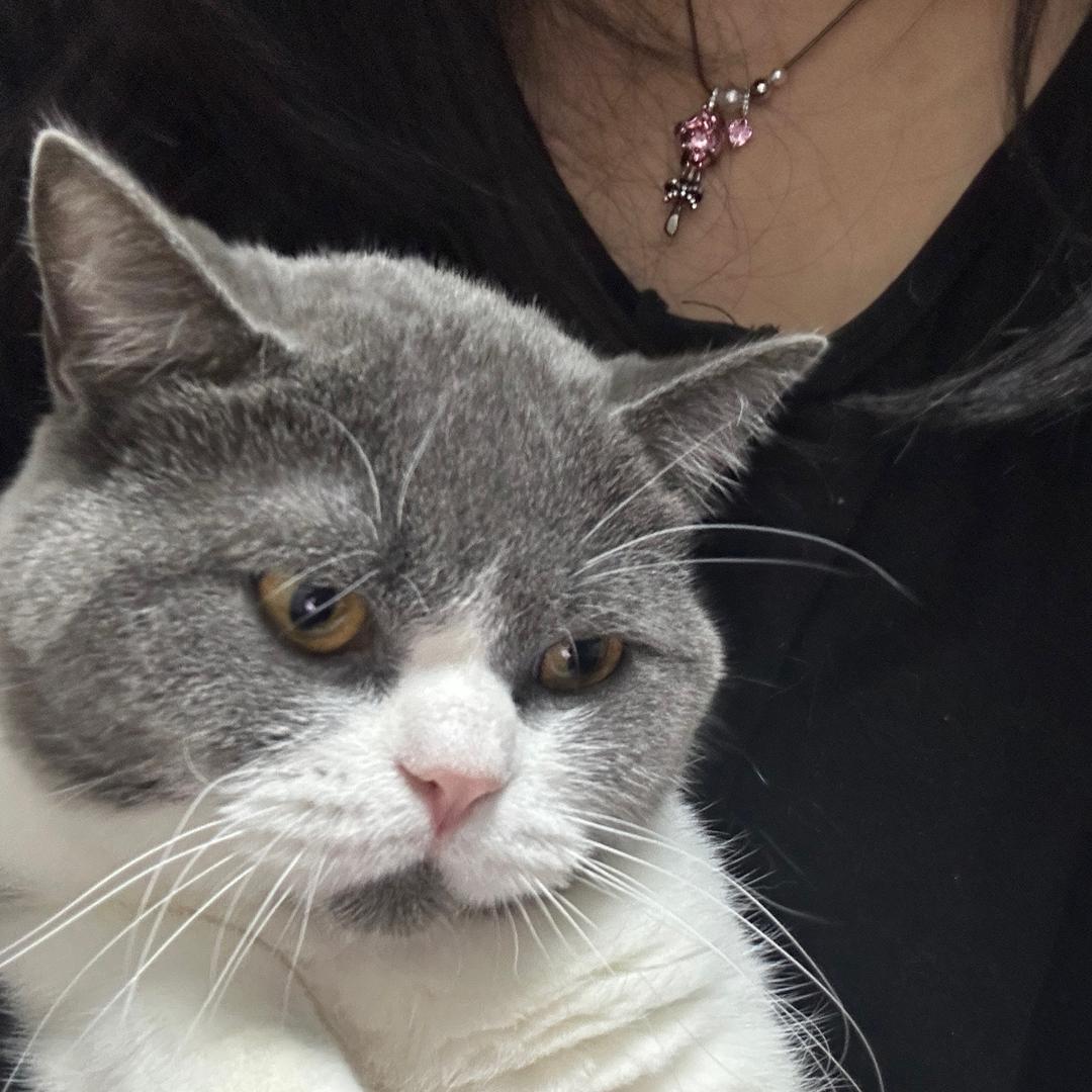 巴赫不会弹钢琴