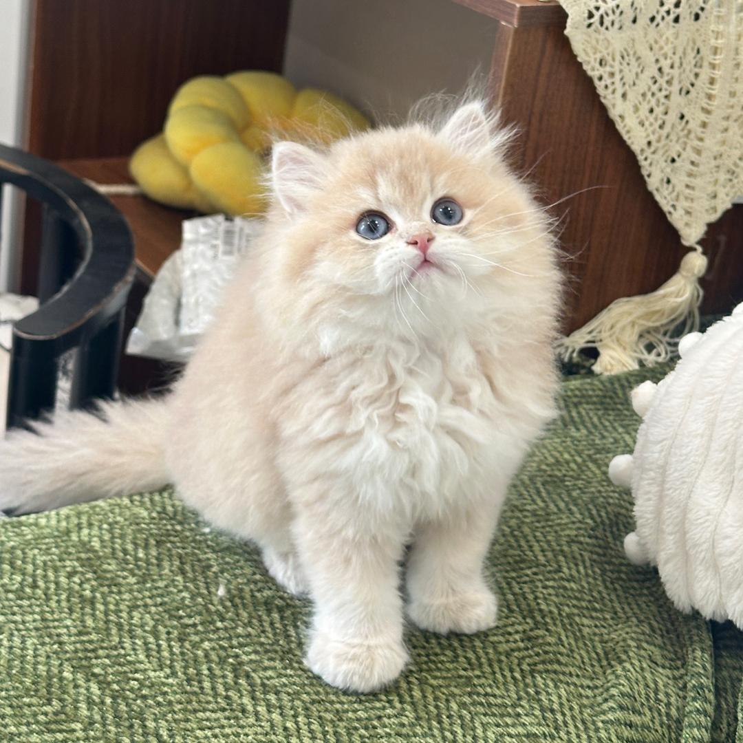 马卡龙紫金喵🐱