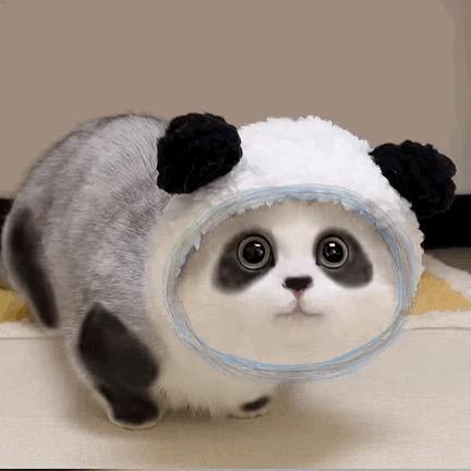 艳夕