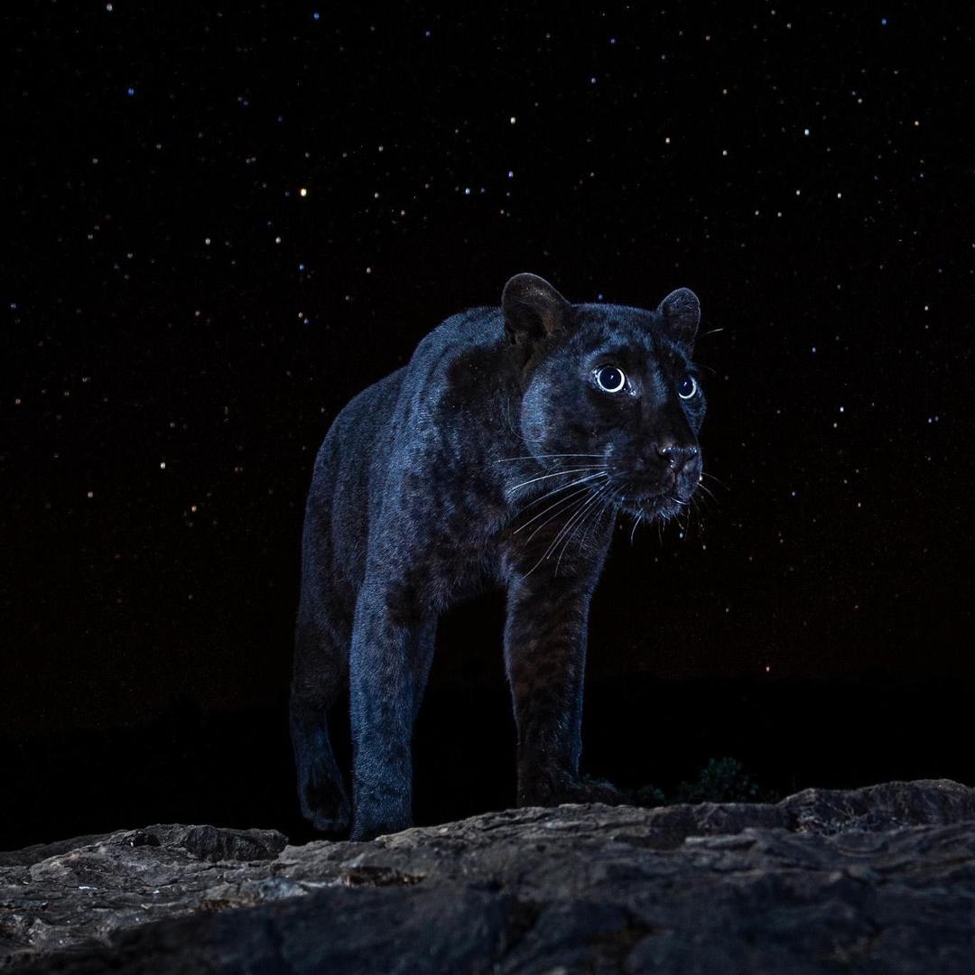 直勾勾地看着你