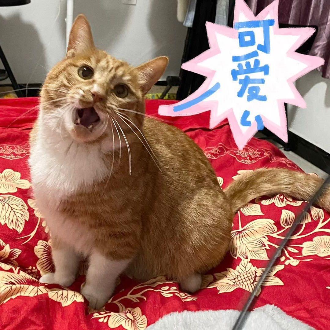 好猫橘橘