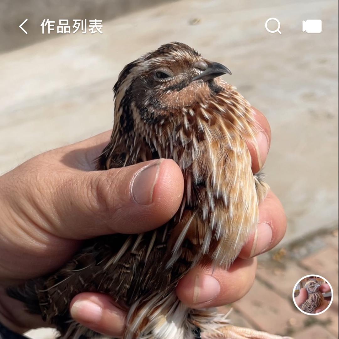 阿宁鹌鹑俱乐部。 民权。