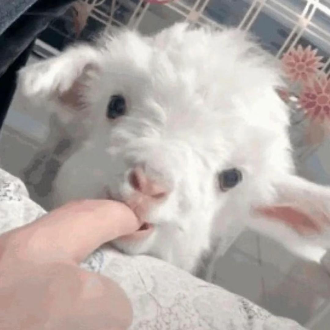 心碎羔子
