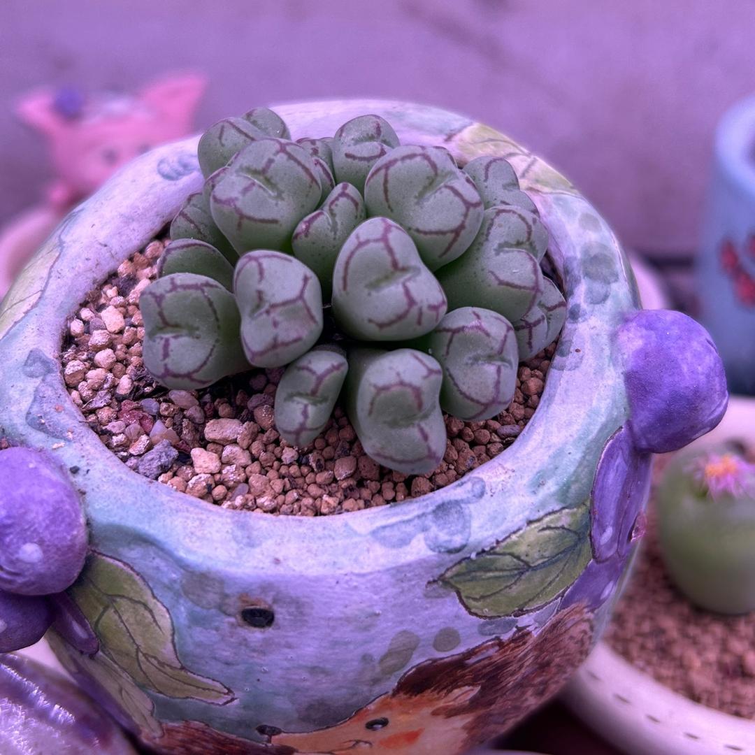 暖心的小可爱