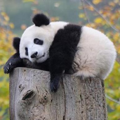 云朵和云杉的妈妈