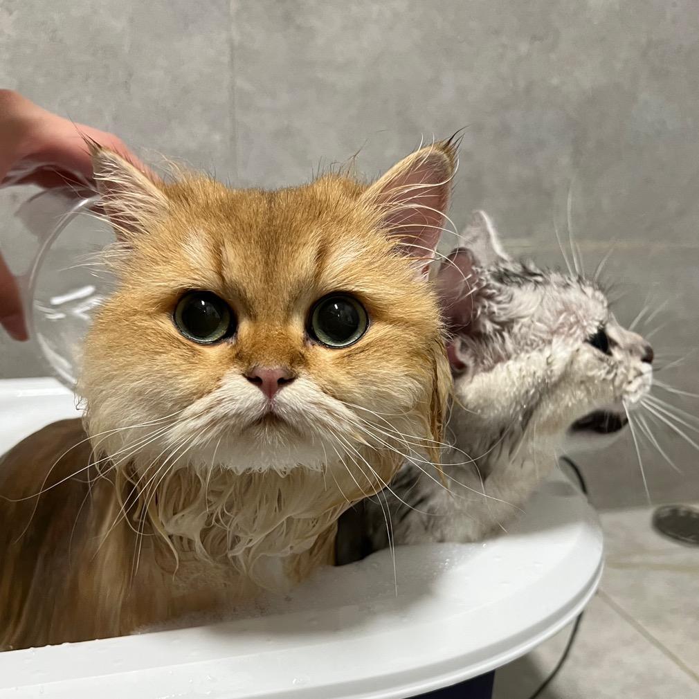 斤欠的猫崽子
