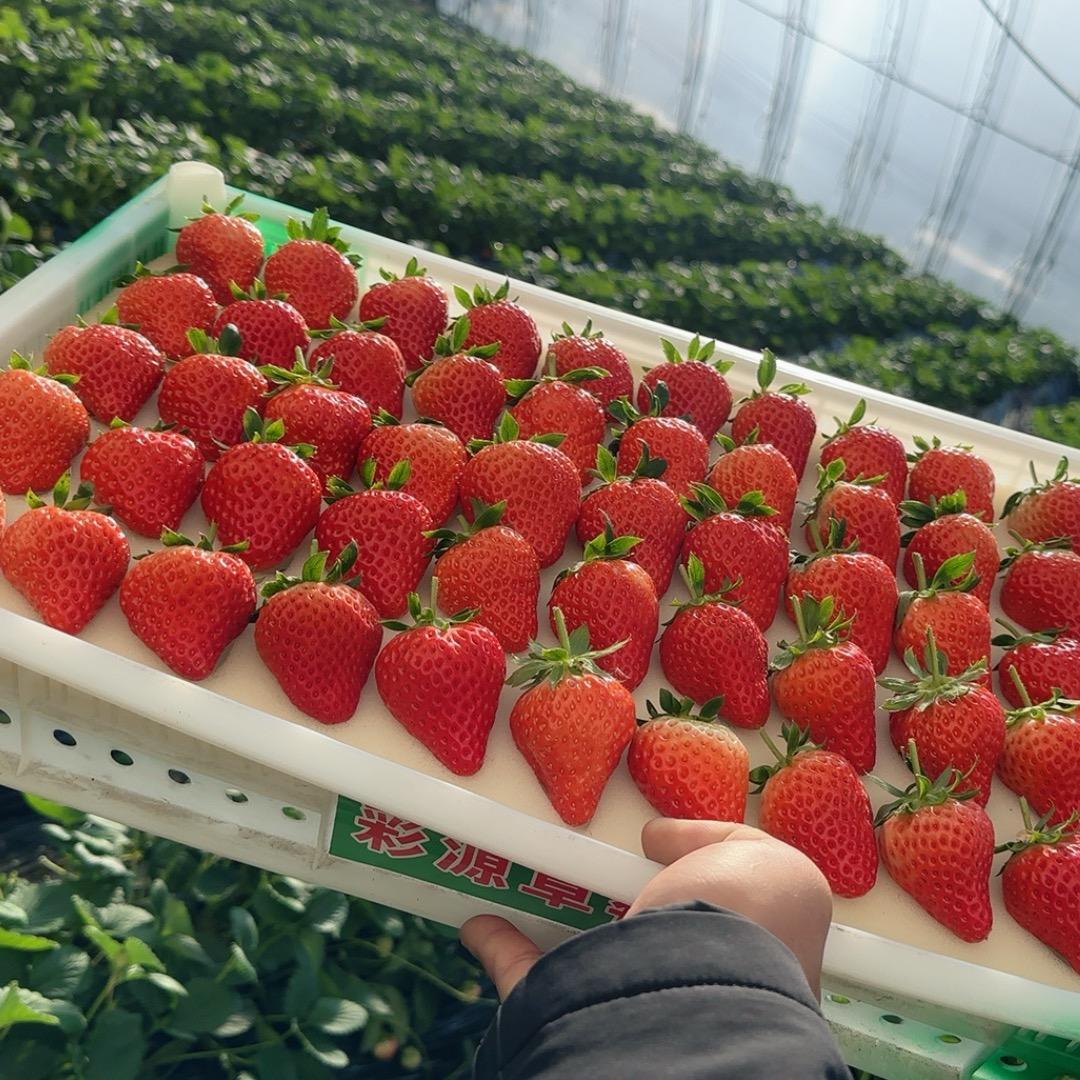 虎哥丹东99草莓🍓