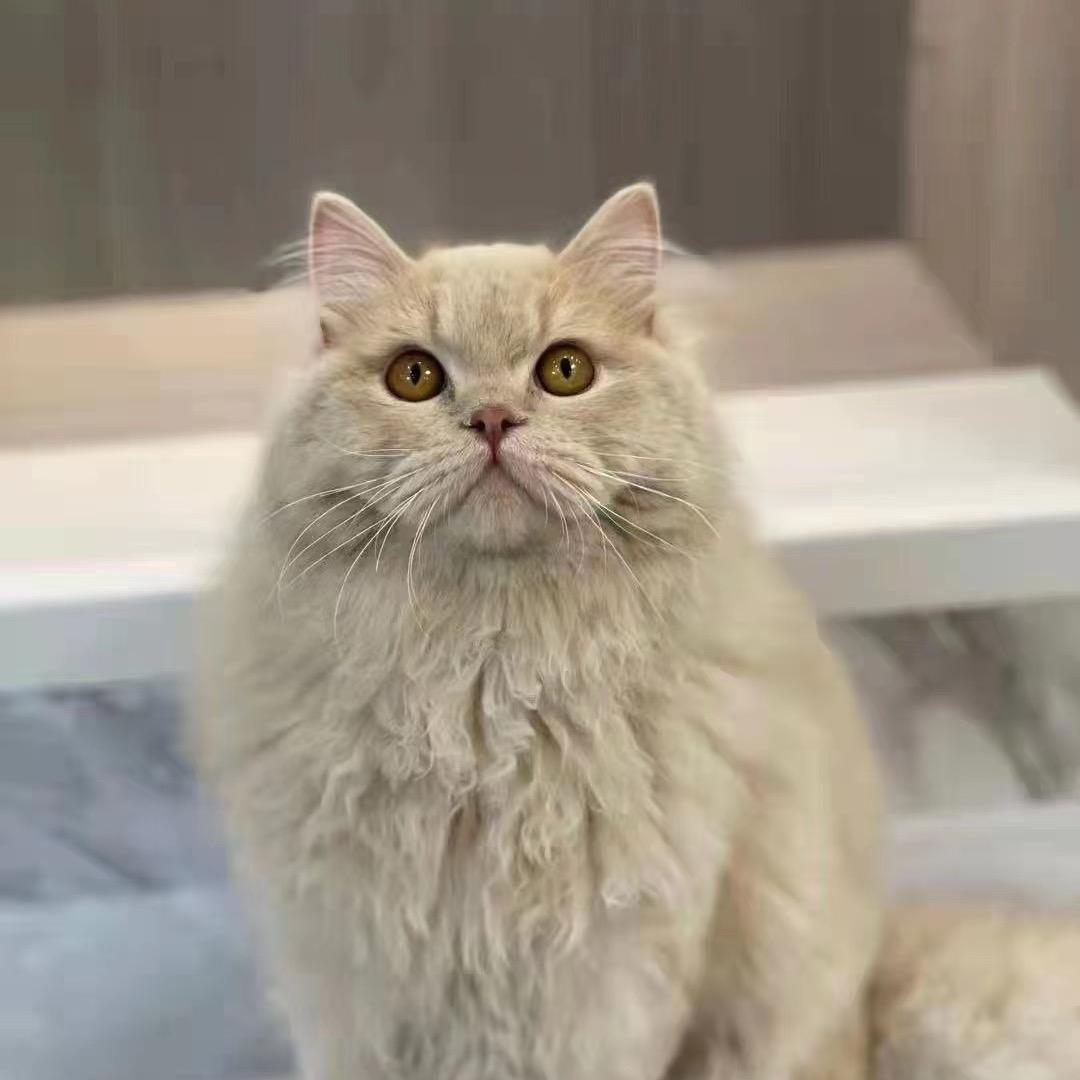 猫奴0521