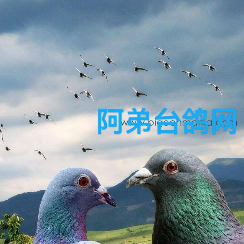 阿弟台鸽网-精选台鸽-专注品质