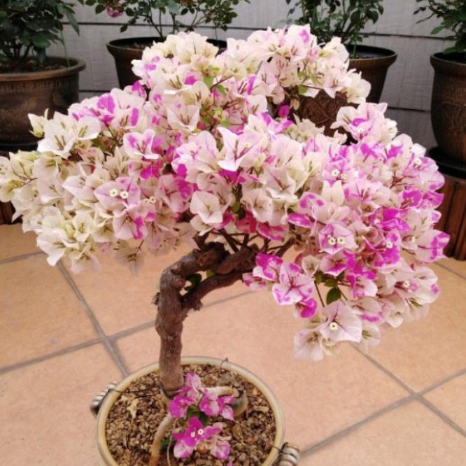 花梦园艺三角梅