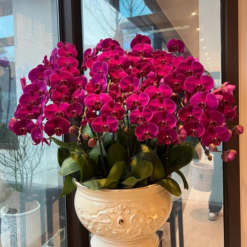 小羽蝴蝶兰基地