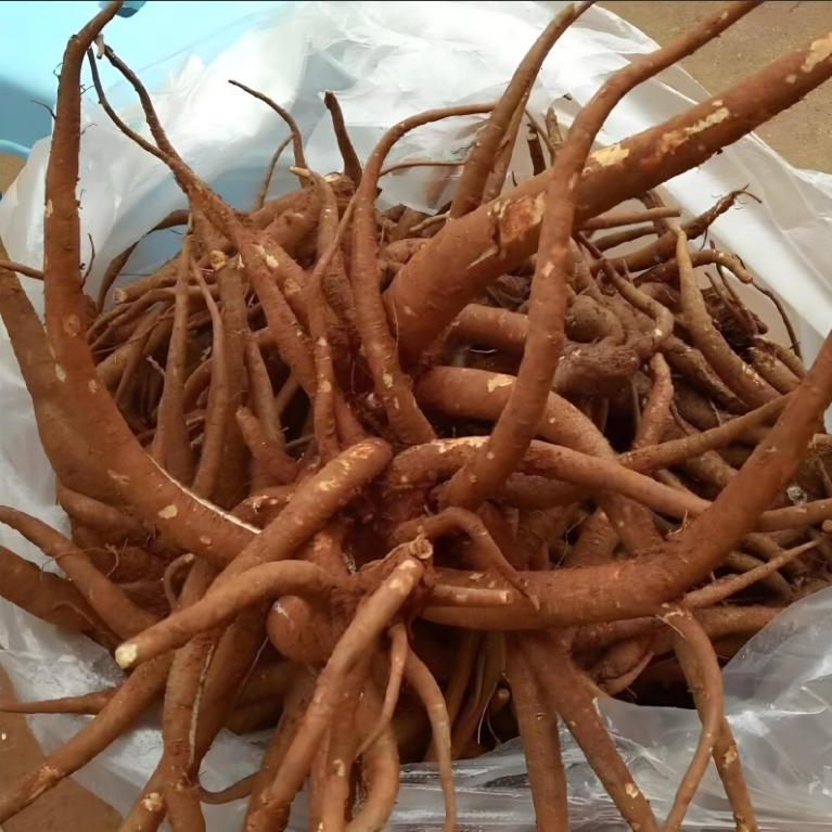 云南乡村猪小二