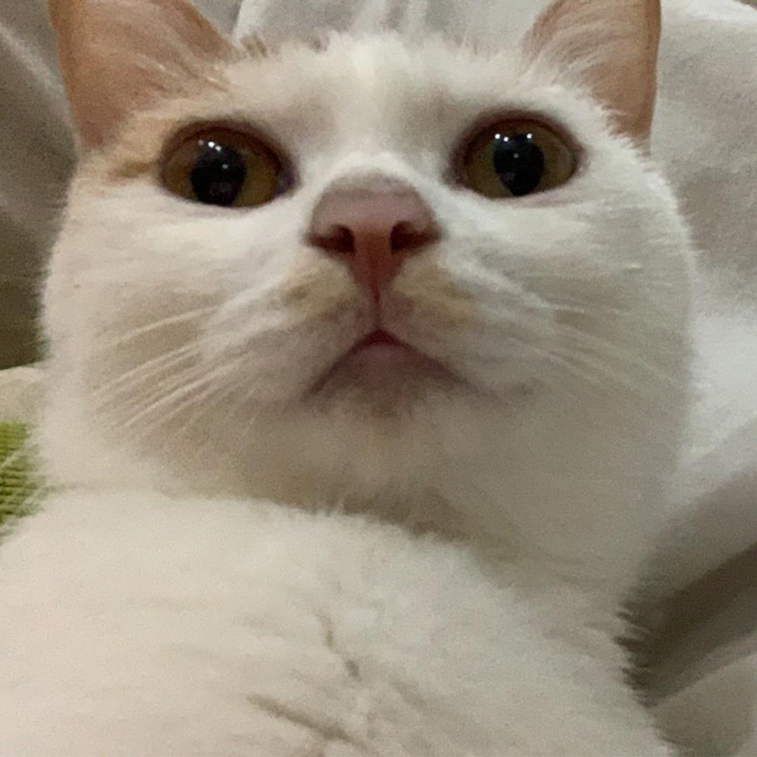闲闲