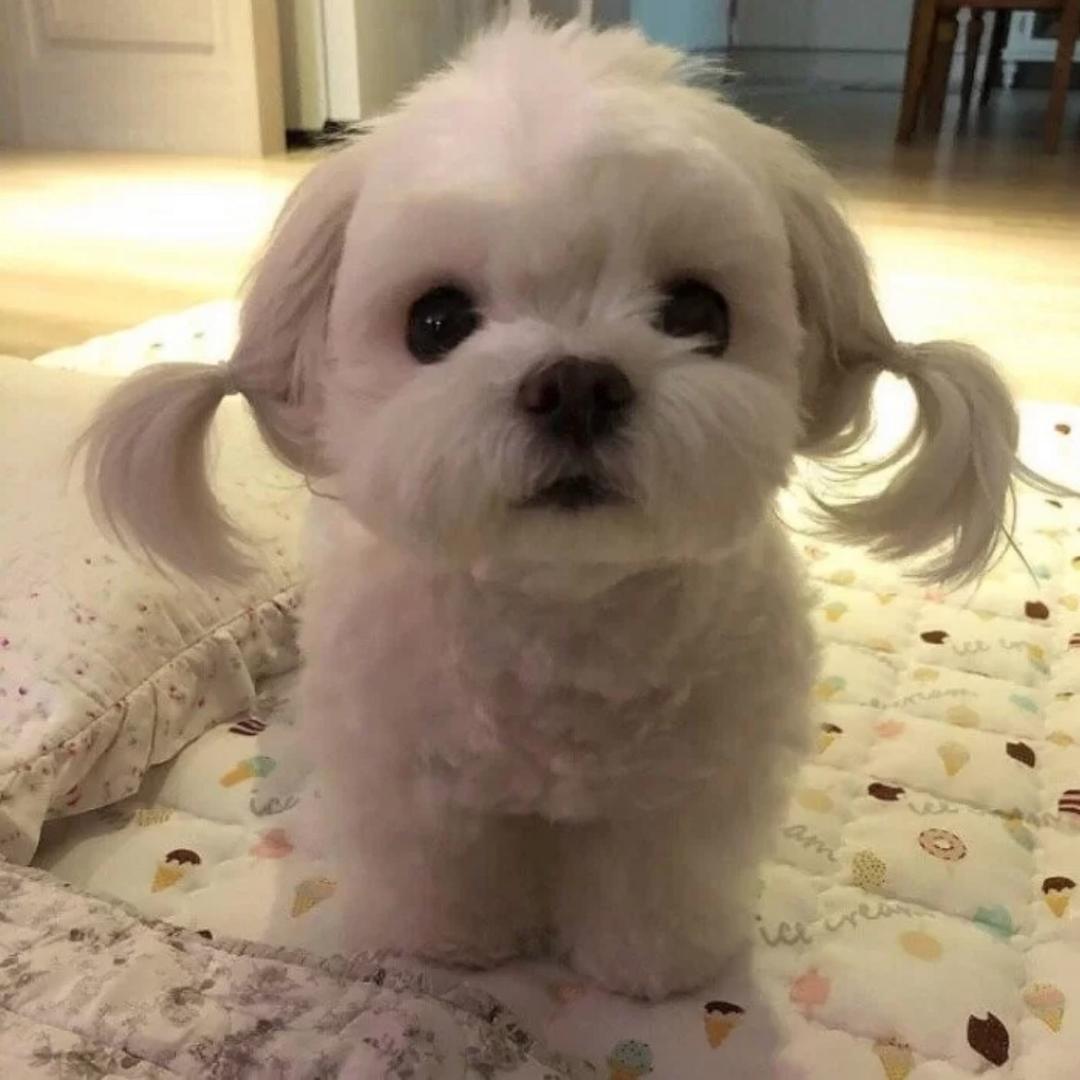 潘多拉