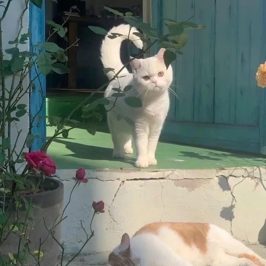 招财猫……