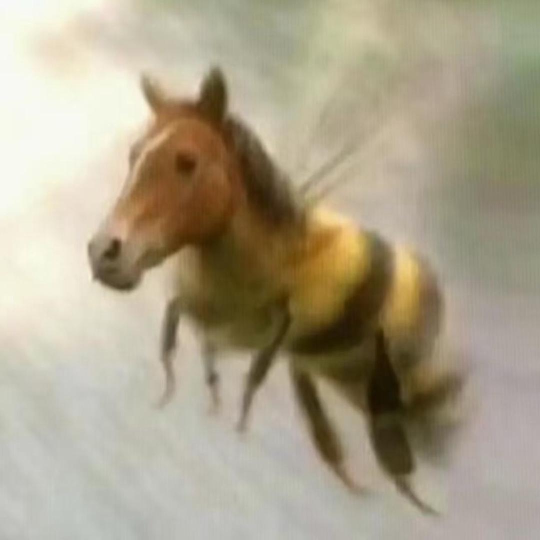 爱啃鸭头