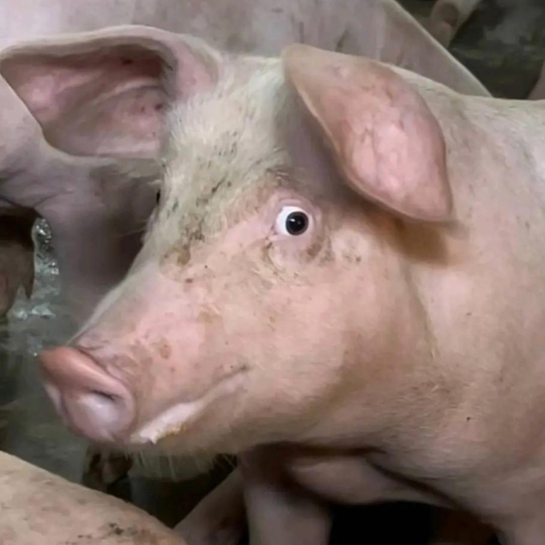 中华园常务副帮主