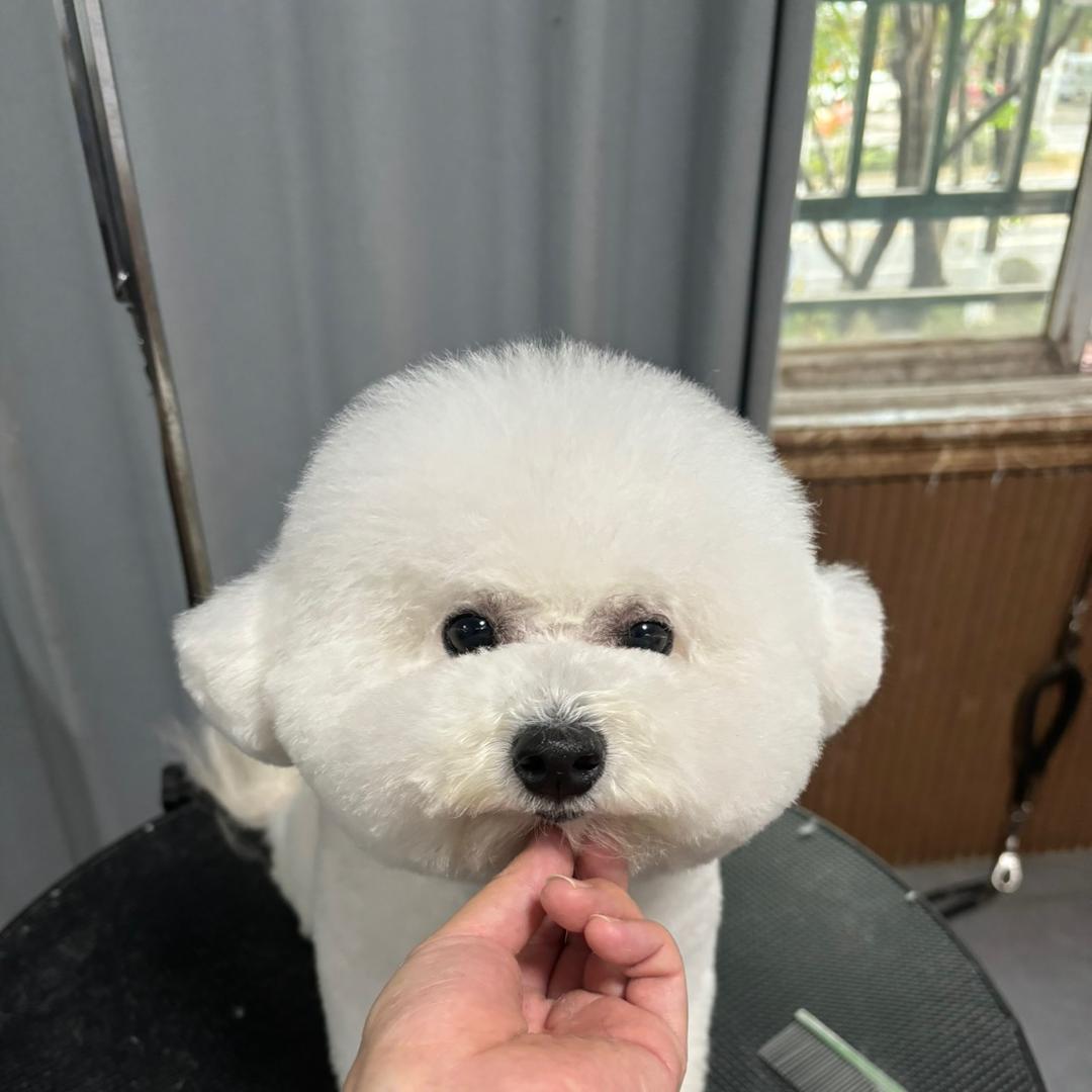 38℃宠物美容官方号
