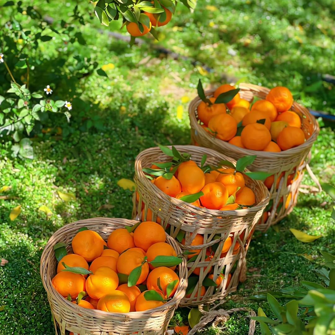 爱吃水果的弟弟🎃