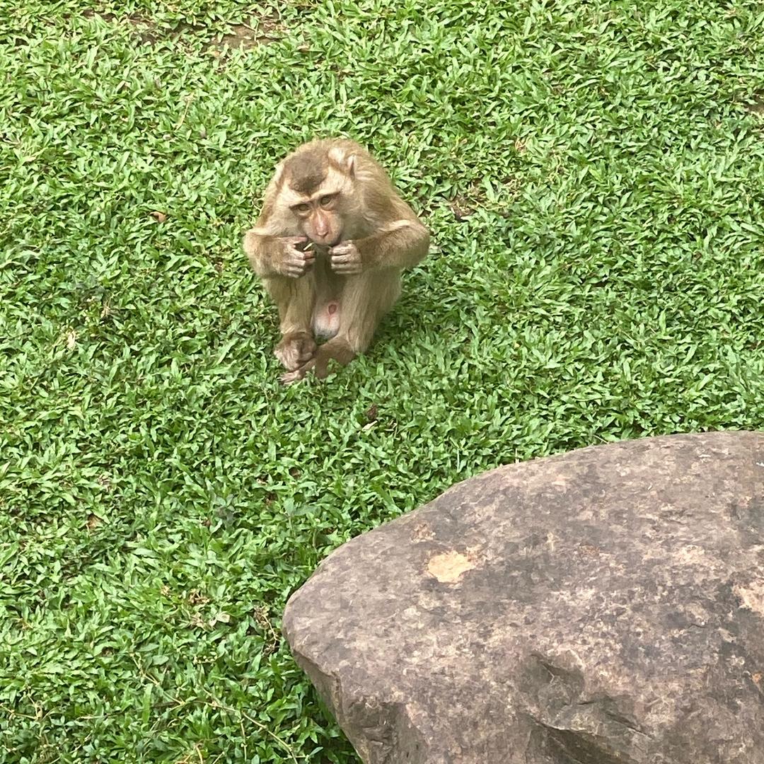 小隆蹄