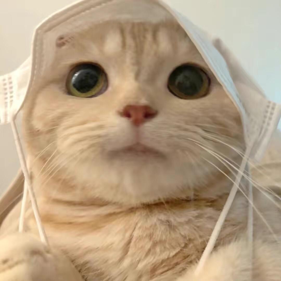 波士顿加菲猫