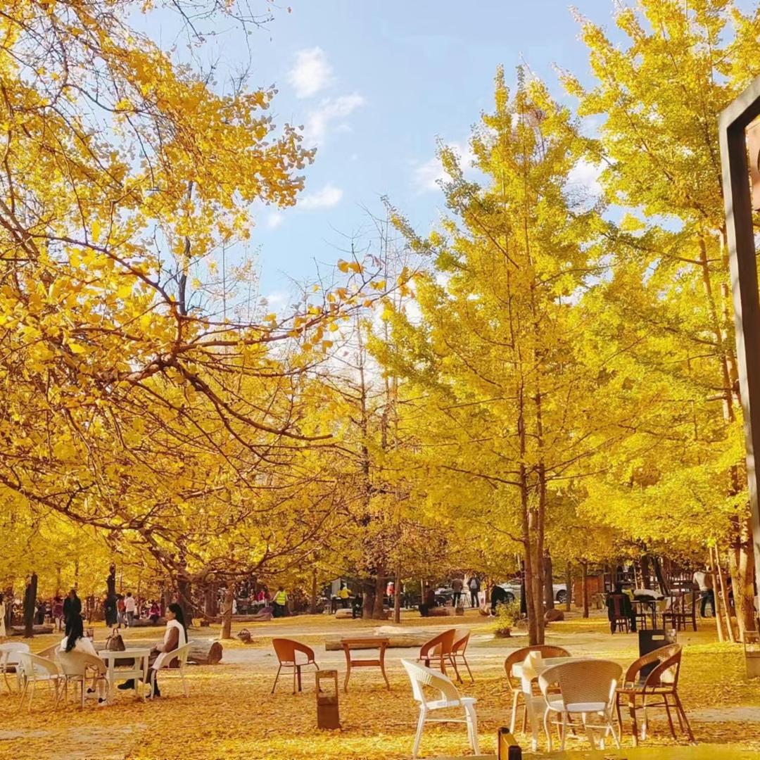 大明白旅居(扬和网络科技)