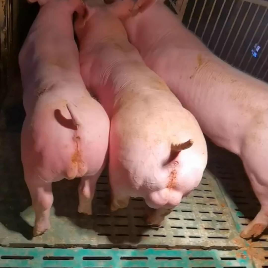 阿勇种猪繁育基地
