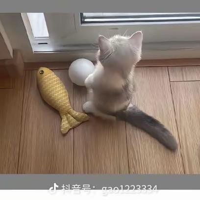 楊～