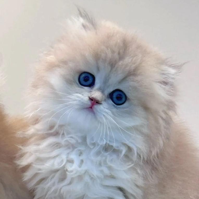 小幺（领养看主ye）