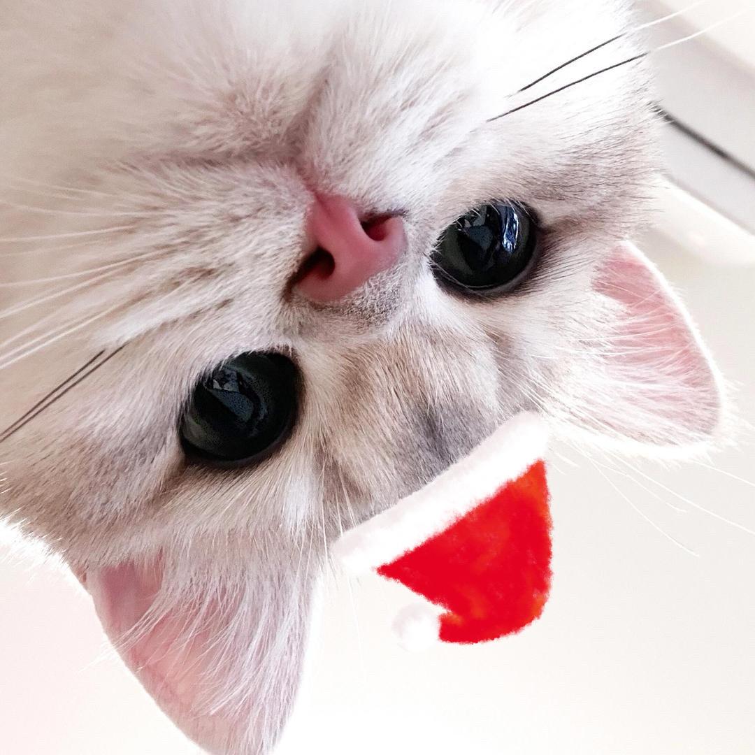 Luanluanluan