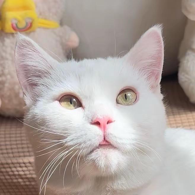翠姐和猫