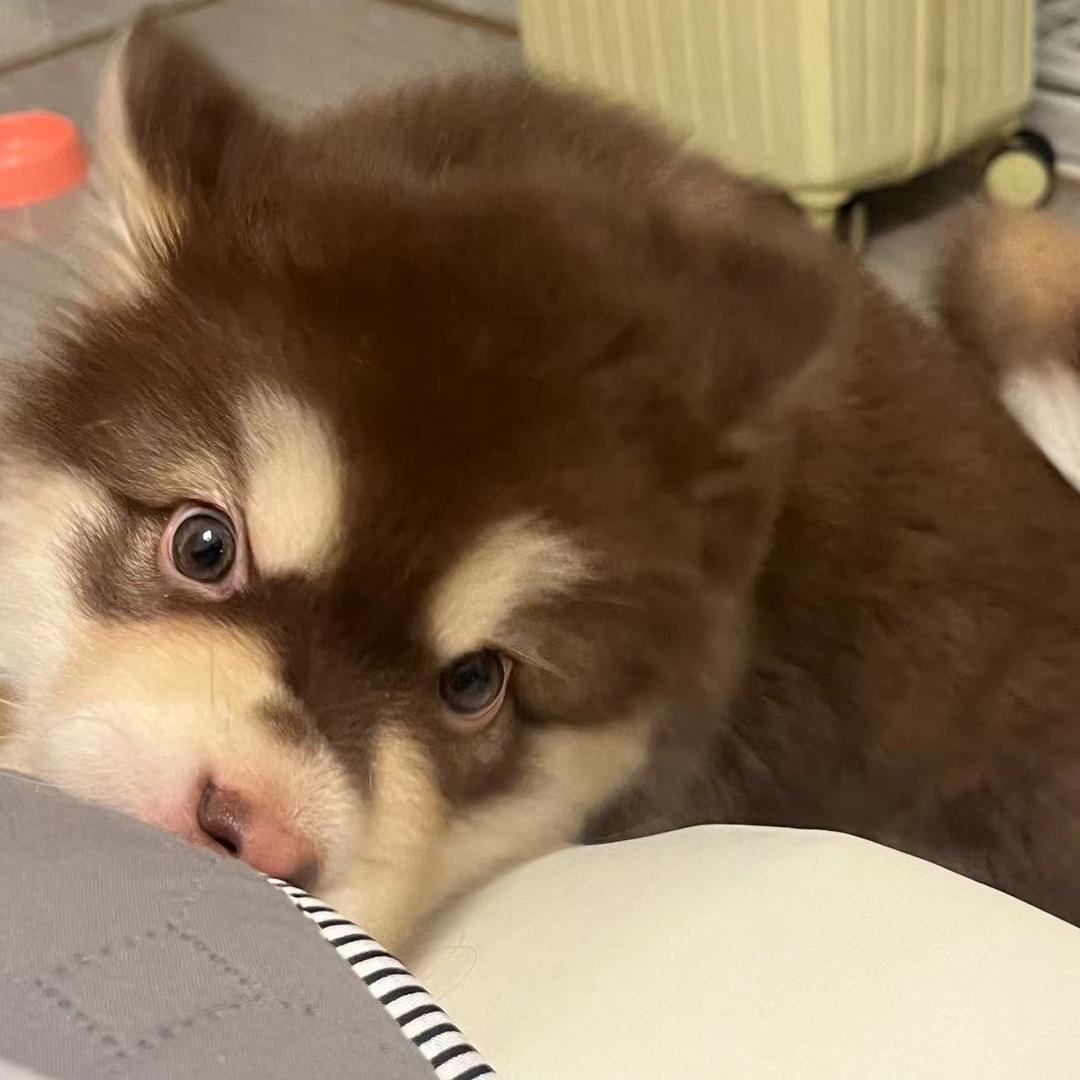 阿拉斯呆（求关注）