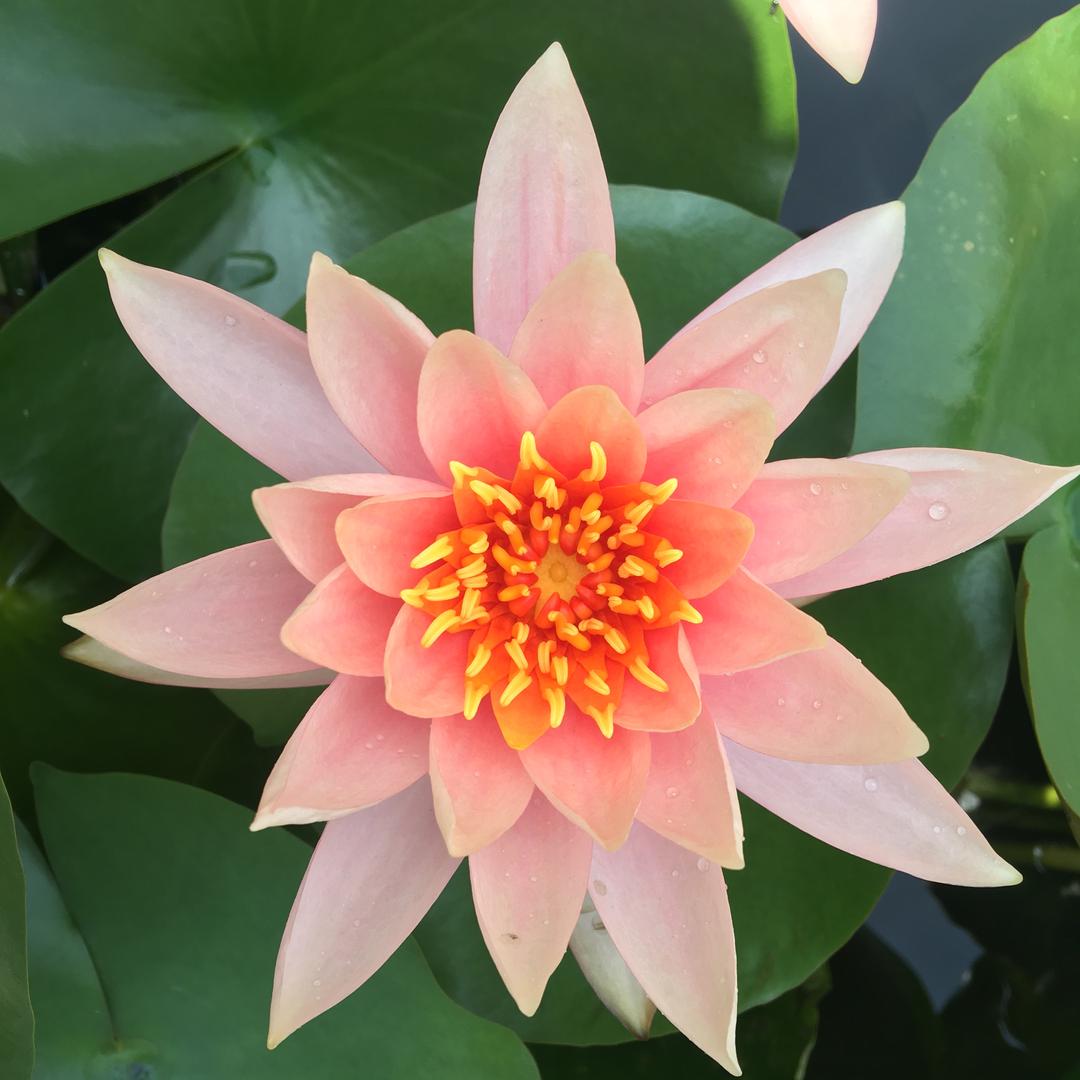 木槿花