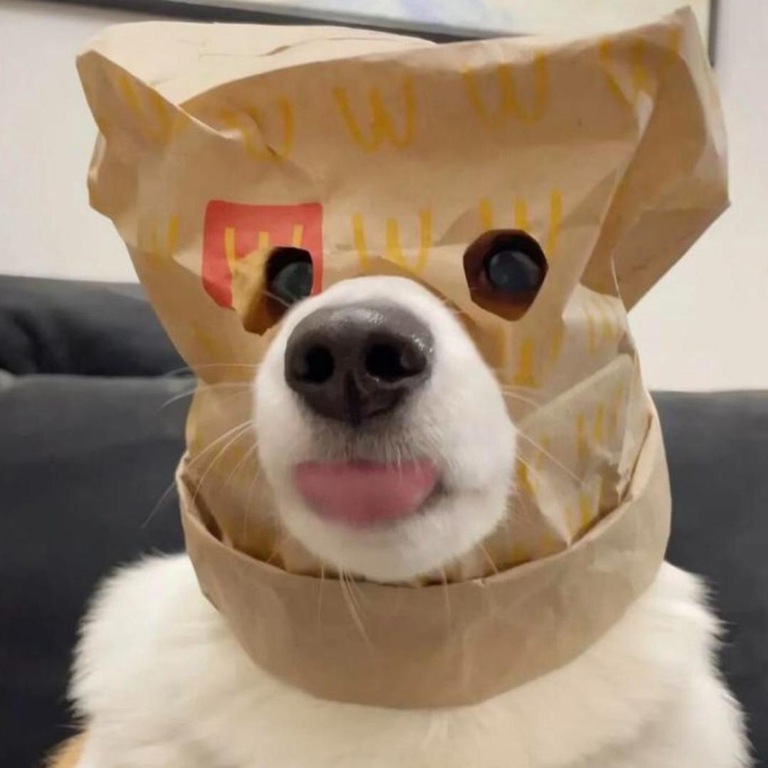笨蛋小狗