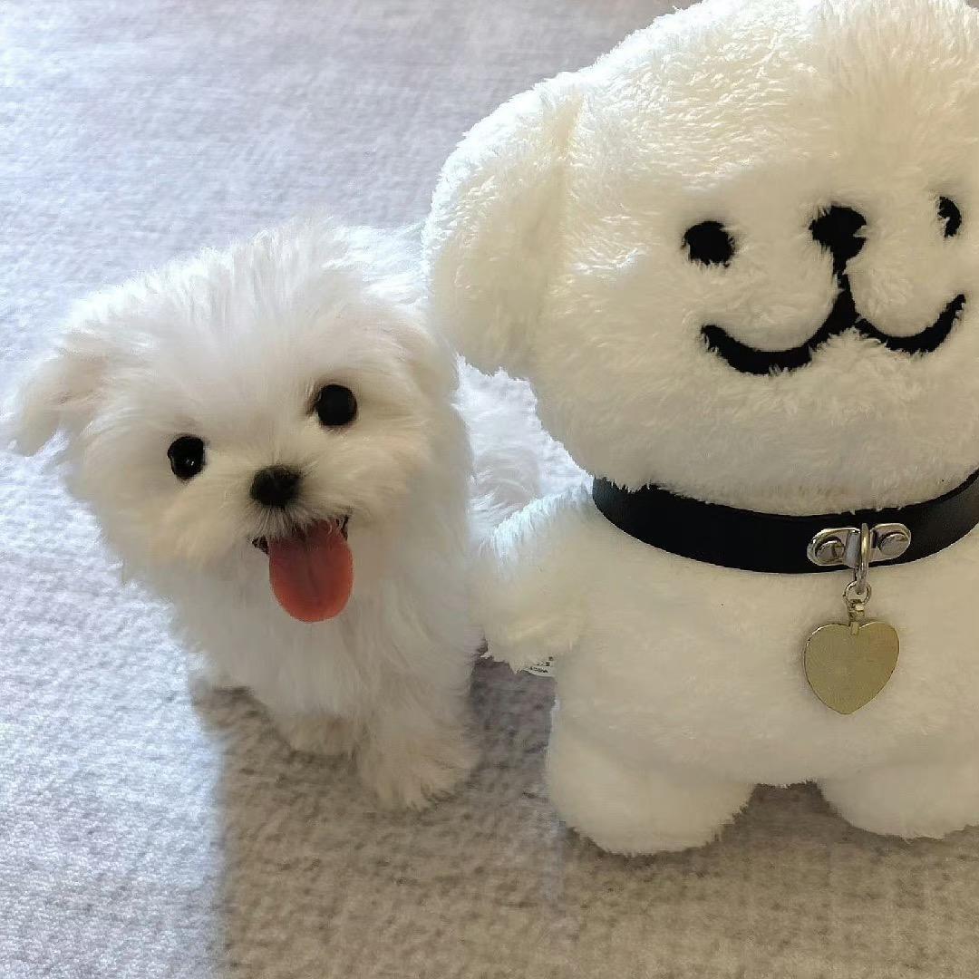 KK猪穿戴甲