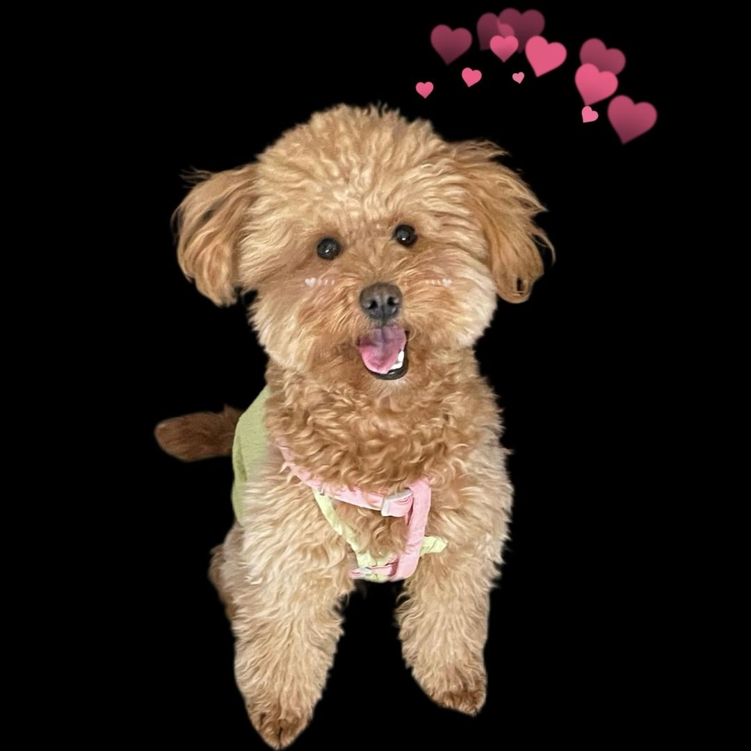 小绿有点绿💚