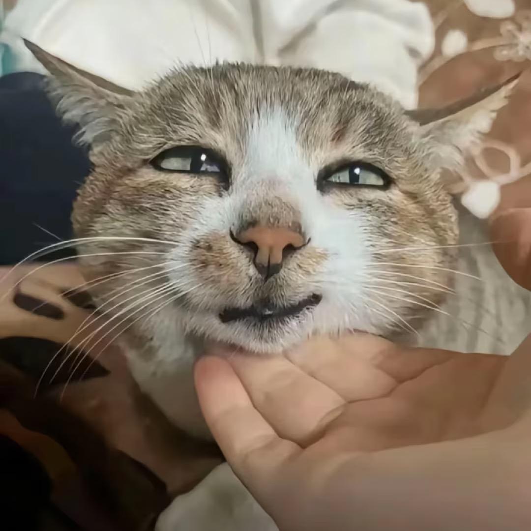 香香软软小土豆💤