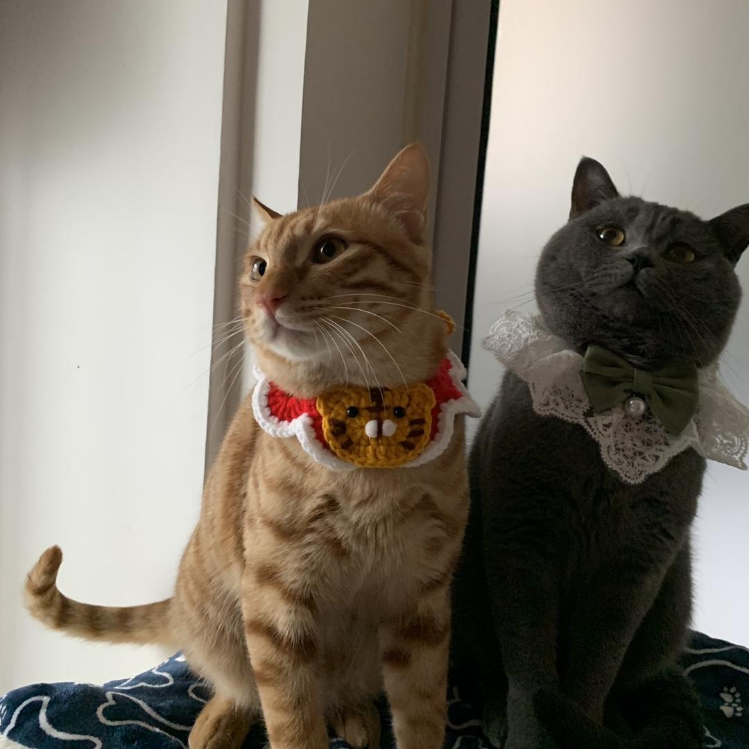 猫名