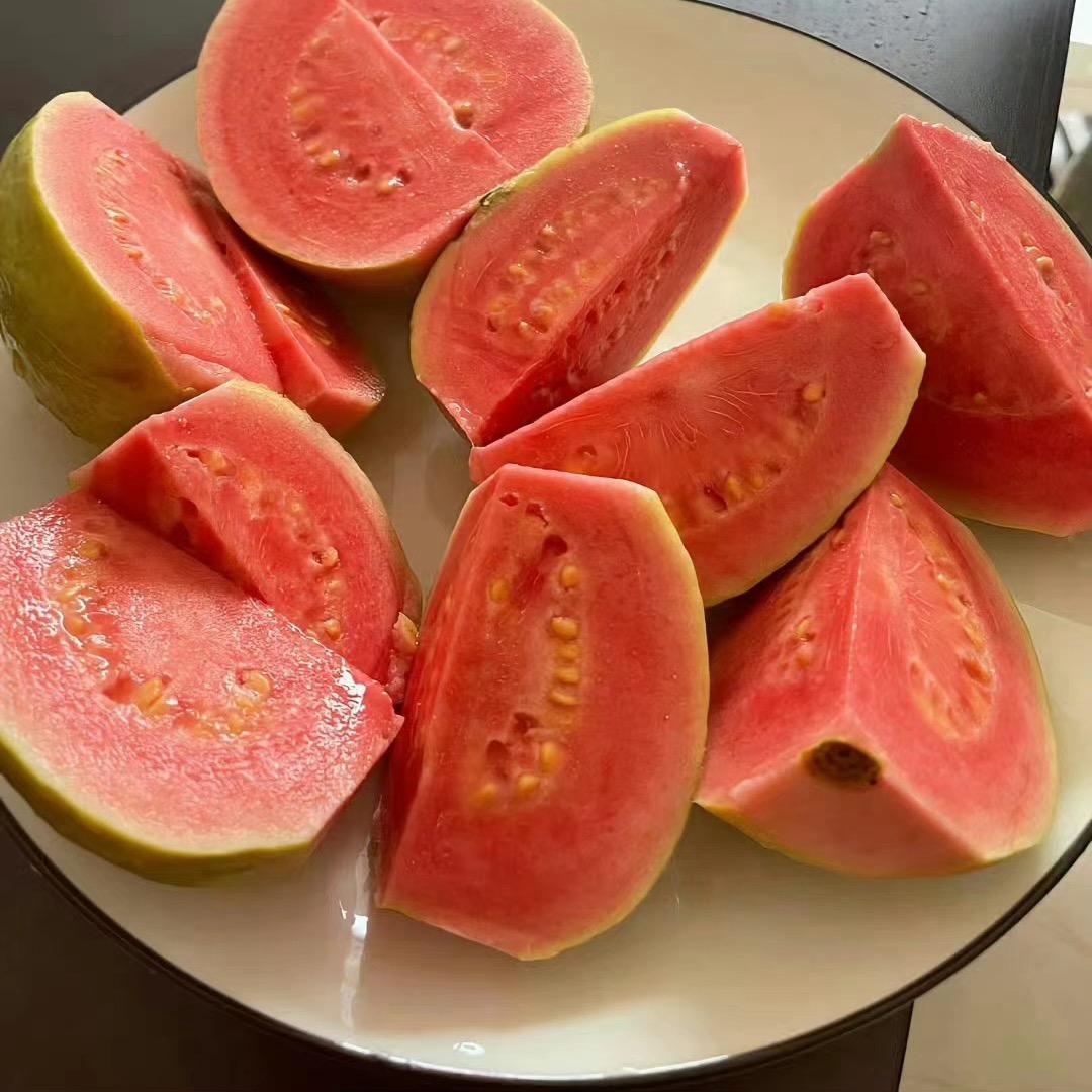 麦芽芽