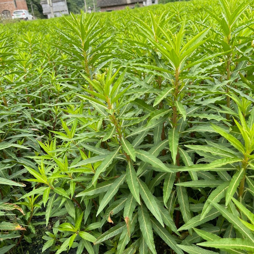 古蔺县天森赶黄草种植专业合作社