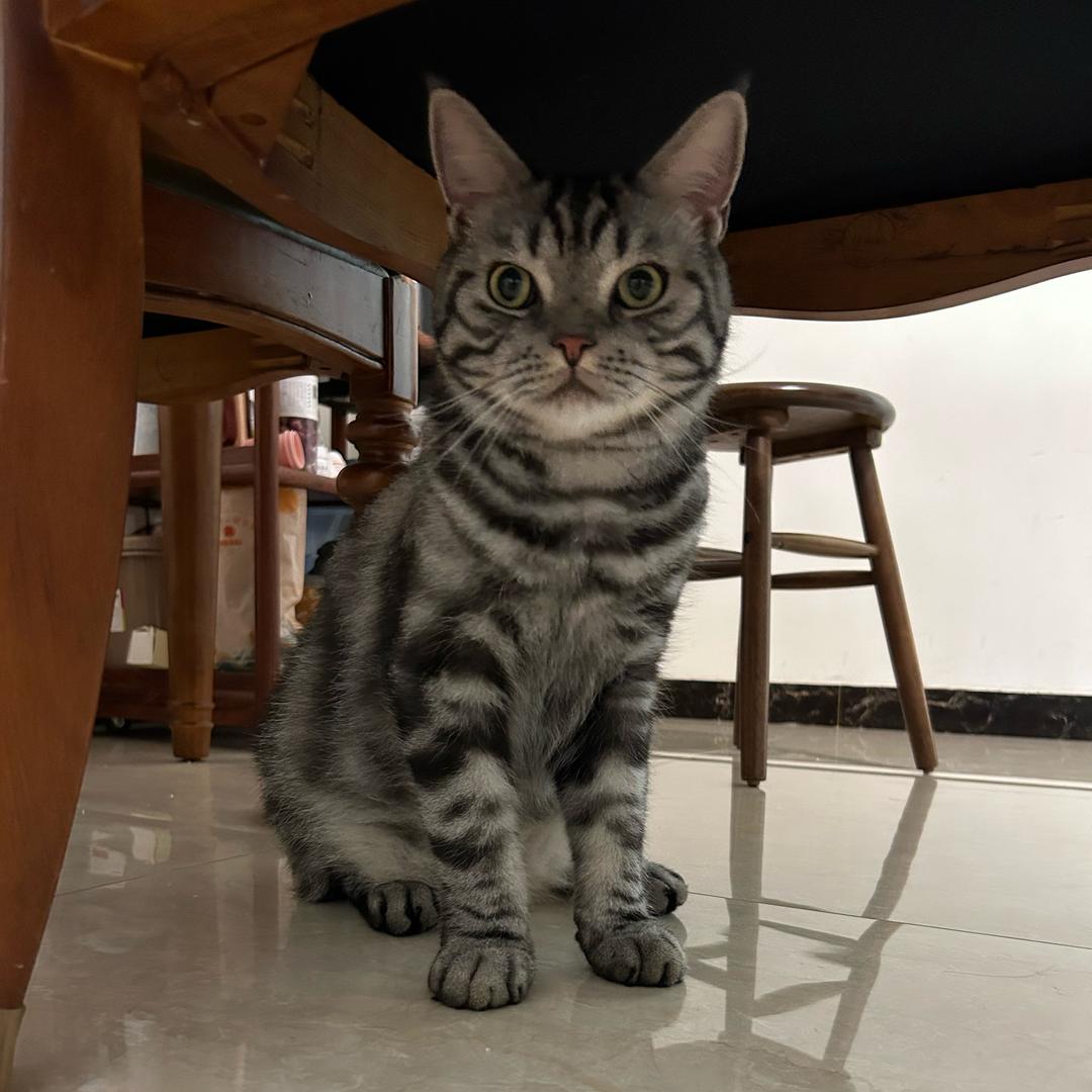 一只小猫咪
