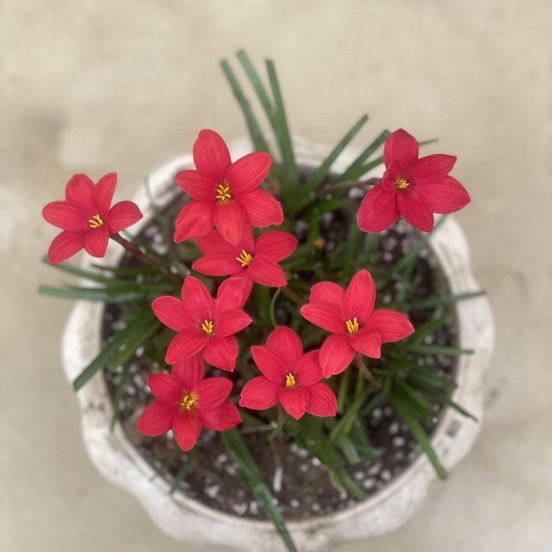 小梁风雨兰
