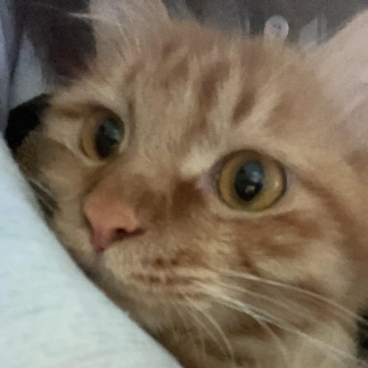 豆花