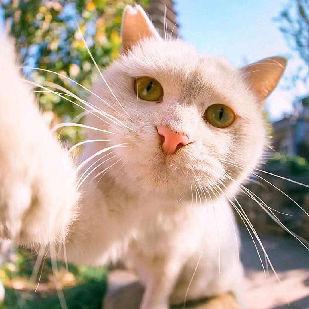 走小碎步的土拨鼠