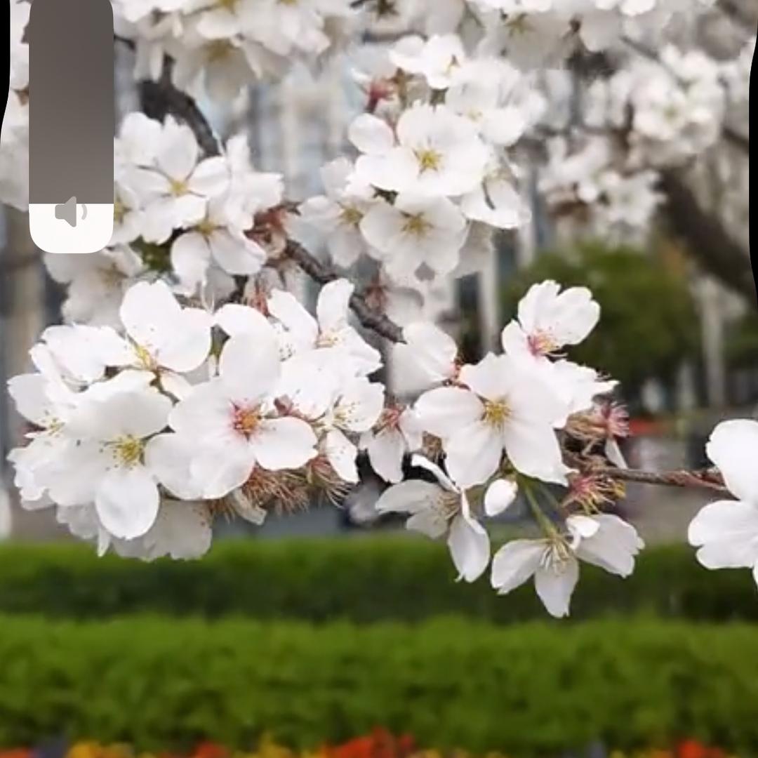 丽