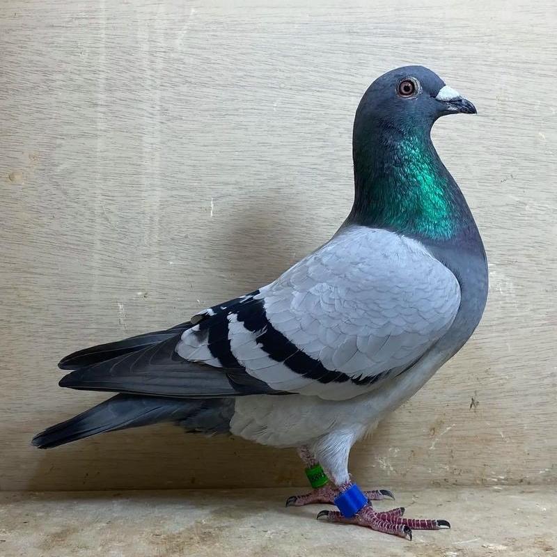 滨州一诺禽宠潮玩小铺子