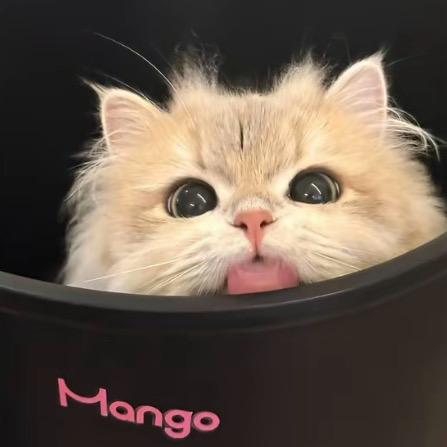 蛇舌 ᅟᅠ        ‍