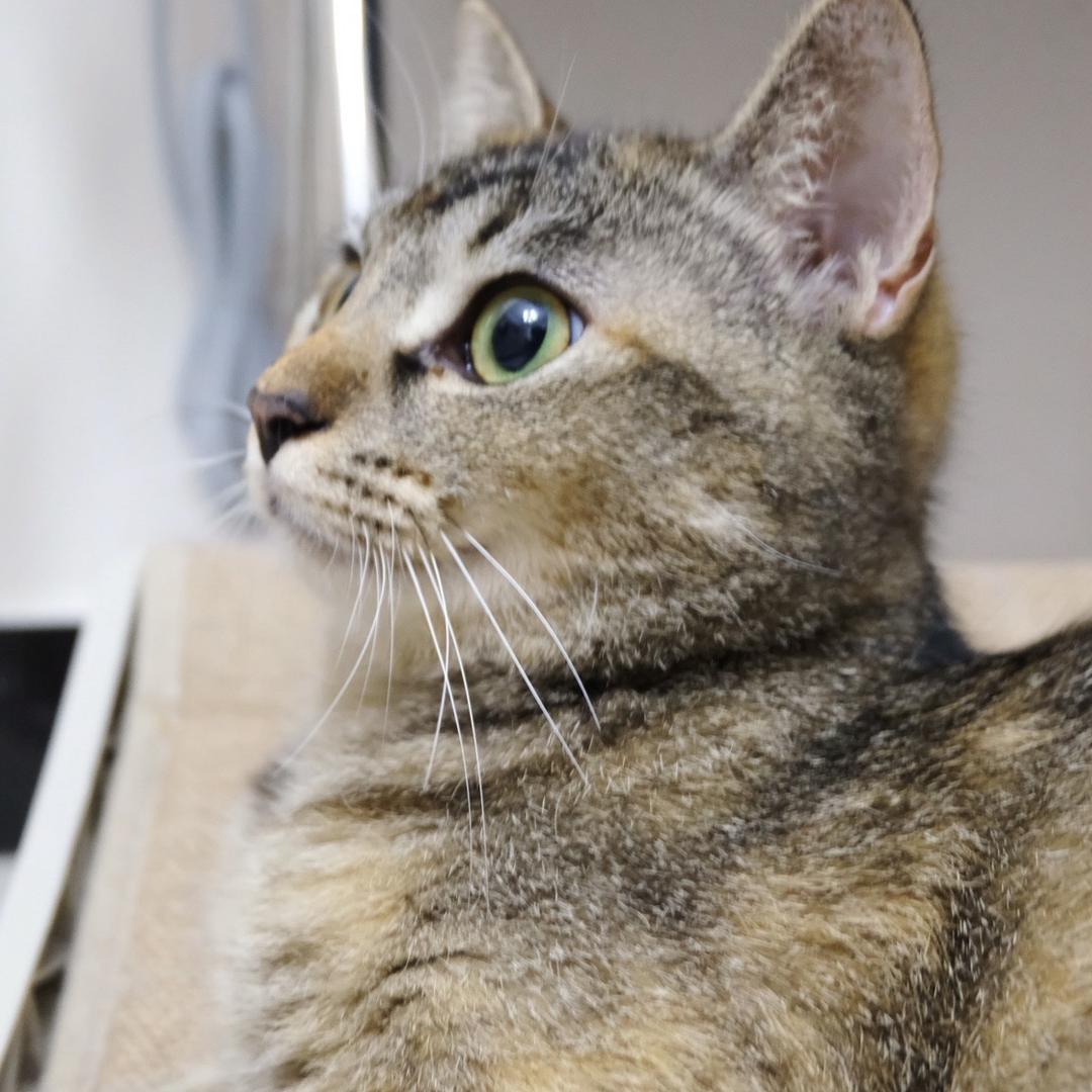 团成个球是只猫